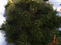 Pinus nigra Lesisko HB (Tomszak) IMG_4089 Sosna czarna